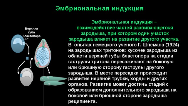 Эмбриональная индукция схема