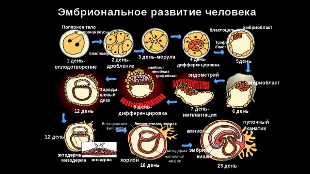 Эмбриональное развитие человека презентация 10 класс