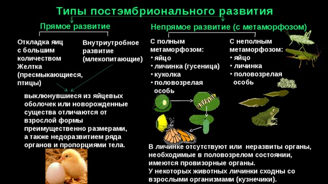Типы постэмбрионального развития организма