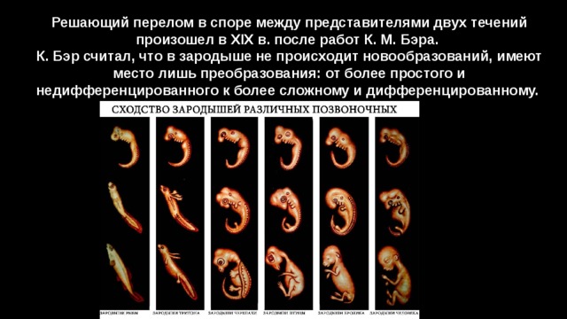 Происходит в течение. Зародышевое сходство у позвоночных. Зародыши человека и животных сходства и различия. Таблица сходства зародышей разных классов. Черты сходства и отличия зародышей позвоночных на разных стадиях.