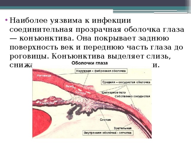 Наиболее уязвима к инфекции соединительная прозрачная оболочка глаза — конъюнктива. Она покрывает заднюю поверхность век и переднюю часть глаза до роговицы. Конъюнктива выделяет слизь, снижающую трение век при мигании.  