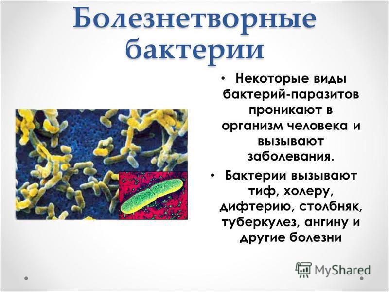 Короче бактерии. Биология 5 класс микроорганизмы бактерии. Бактерии и болезни 5 класс. Сообщение о болезнетворных бактериях 5 класс. Болезни бактерий 5 класс биология.