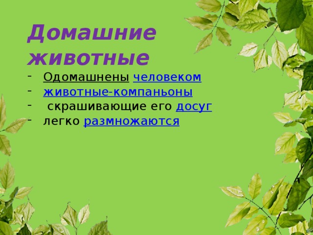 Домашние животные Одомашнены  человеком  животные-компаньоны  скрашивающие его досуг  легко размножаются 