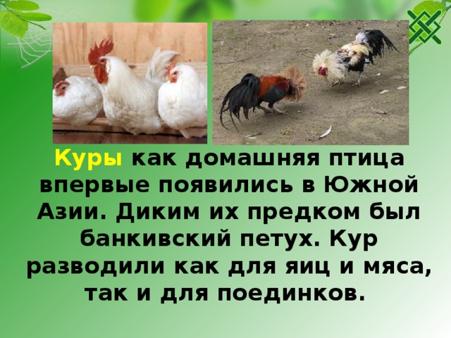 Презентация куры домашние птицы