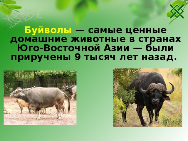 Буйволы — самые ценные домашние животные в странах Юго-Восточной Азии — были приручены 9 тысяч лет назад. 