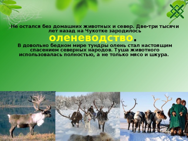 Не остался без домашних животных и север. Две-три тысячи лет назад на Чукотке зародилось оленеводство . В довольно бедном мире тундры олень стал настоящим спасением северных народов. Туша животного использовалась полностью, а не только мясо и шкура. 