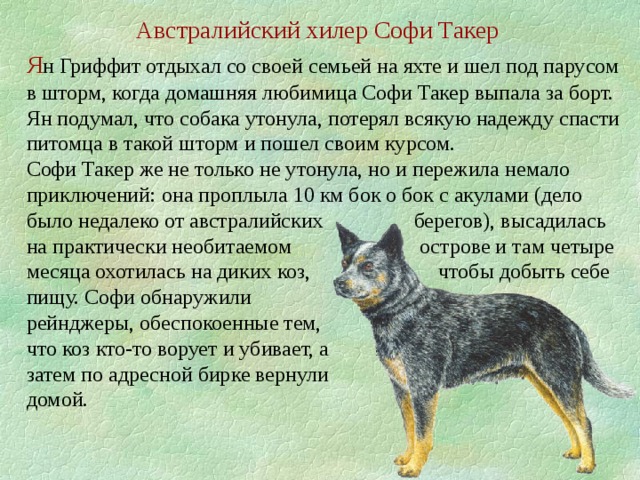 Австралийский хилер Софи Такер Я н Гриффит отдыхал со своей семьей на яхте и шел под парусом в шторм, когда домашняя любимица Софи Такер выпала за борт. Ян подумал, что собака утонула, потерял всякую надежду спасти питомца в такой шторм и пошел своим курсом. Софи Такер же не только не утонула, но и пережила немало приключений: она проплыла 10 км бок о бок с акулами (дело было недалеко от австралийских берегов), высадилась на практически необитаемом острове и там четыре месяца охотилась на диких коз, чтобы добыть себе пищу. Софи обнаружили рейнджеры, обеспокоенные тем, что коз кто-то ворует и убивает, а затем по адресной бирке вернули домой.  