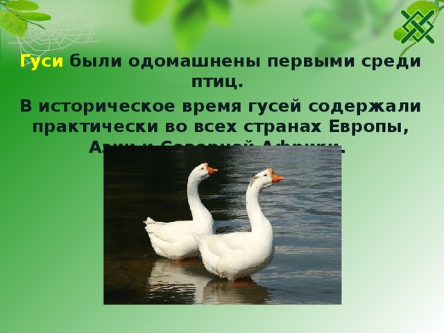 Гуси были одомашнены первыми среди птиц. В историческое время гусей содержали практически во всех странах Европы, Азии и Северной Африки. 