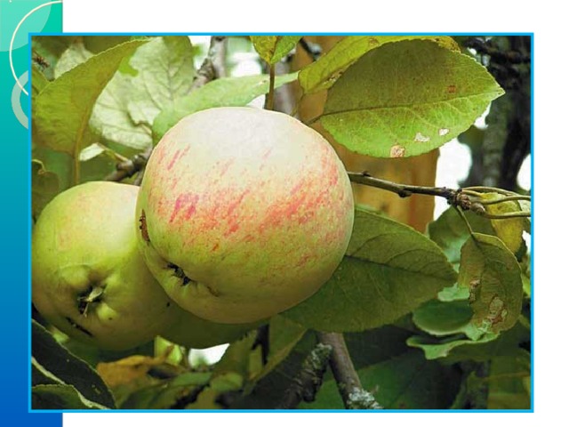  6) Решение задачи.    В саду росли золотые и серебряные яблоки. Всего 20. Гном сорвал – 9 яблок.  Сколько яблок осталось?   