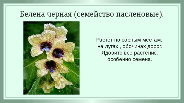 Способность белены. Белена семейство. Белена описание. Белена ядовитая. Белена черная формула цветка.