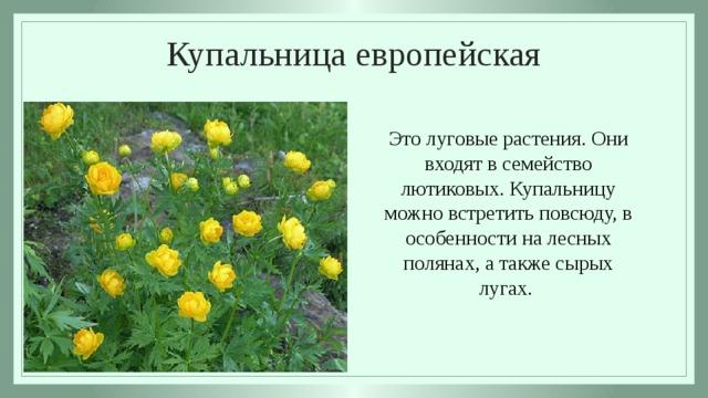 Диаграмма купальницы европейской