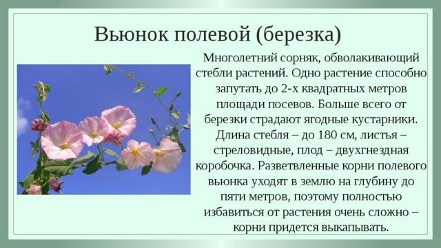 Полевей что значит. Вьюнок полевой лекарственных растений. Вьюнок описание растения.