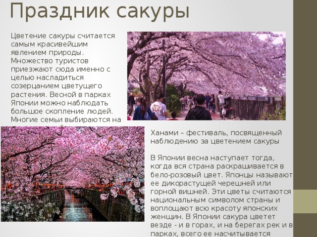 Праздник сакуры    Цветение сакуры считается самым красивейшим явлением природы. Множество туристов приезжают сюда именно с целью насладиться созерцанием цветущего растения. Весной в парках Японии можно наблюдать большое скопление людей. Многие семьи выбираются на пикники и наблюдают за красотой японской вишни. Ханами – фестиваль, посвященный наблюдению за цветением сакуры В Японии весна наступает тогда, когда вся страна раскрашивается в бело-розовый цвет. Японцы называют ее дикорастущей черешней или горной вишней. Эти цветы считаются национальным символом страны и воплощают всю красоту японских женщин. В Японии сакура цветет везде - и в горах, и на берегах рек и в парках, всего ее насчитывается более 300 различных видов. 