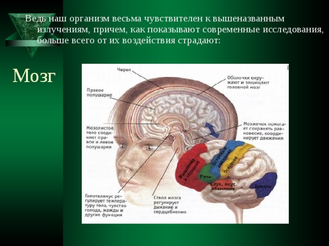 Ведь наш организм весьма чувствителен к вышеназванным излучениям, причем, как показывают современные исследования, больше всего от их воздействия страдают: Мозг 