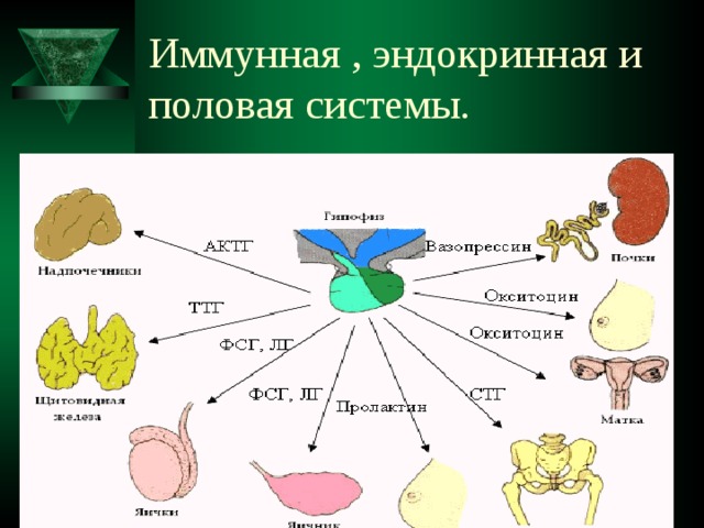 Иммунная , эндокринная и половая системы. 