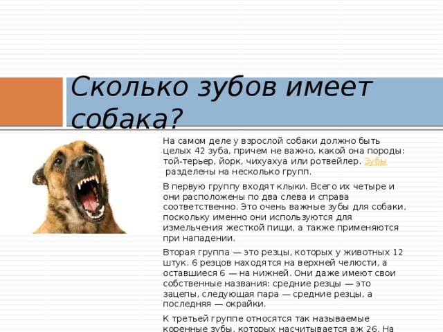 Собак ответ. Викторина про собак. Собака с вопросом. Викторина по собакам. Вопросы про собак для детей.