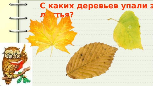 С каких деревьев упали эти листья? 