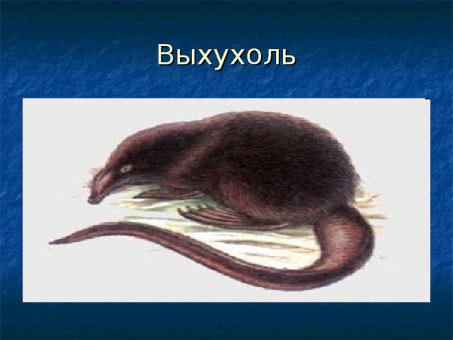 Выхухоль 