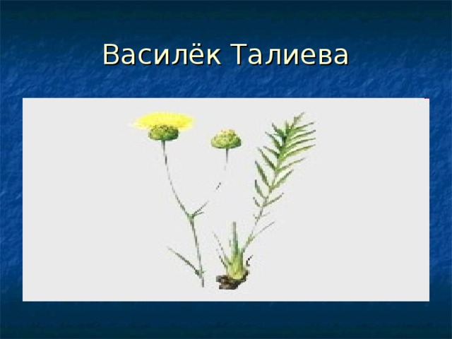 Василёк Талиева 