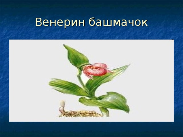 Венерин башмачок 