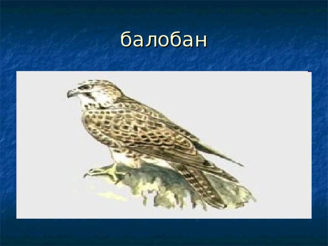 балобан 