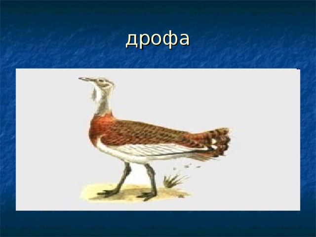 дрофа 