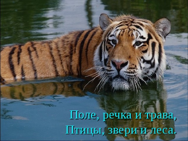 Поле, речка и трава,  Птицы, звери и леса. 