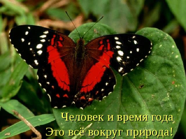  Человек и время года  Это всё вокруг природа! 