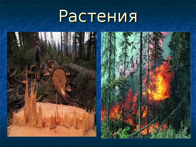 Растения 