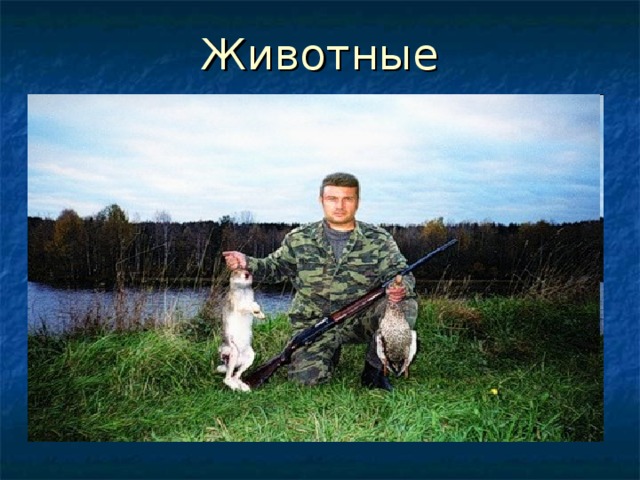 Животные 