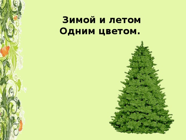 Зимой и летом одним цветом ответ. Зимой и летом одним цветом. Зимой илет ом одним светом. Зимой и летом одним цветом загадка. Зимой и летом 1 цветом елка.