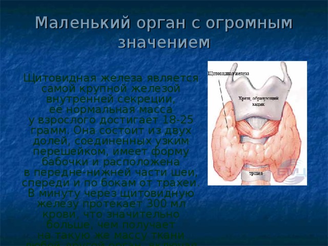 Маленький орган с огромным значением Щитовидная железа является самой крупной железой внутренней секреции, её нормальная масса у взрослого достигает 18-25 грамм. Она состоит из двух долей, соединенных узким перешейком, имеет форму бабочки и расположена в передне-нижней части шеи, спереди и по бокам от трахеи. В минуту через щитовидную железу протекает 300 мл крови, что значительно больше, чем получает на такую же массу ткани любой другой орган, включая сердце и почки .    