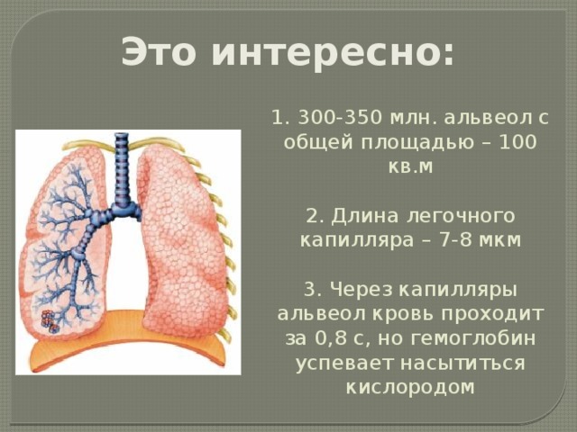 Это интересно: 1. 300-350 млн. альвеол с общей площадью – 100 кв.м   2. Длина легочного капилляра – 7-8 мкм   3. Через капилляры альвеол кровь проходит за 0,8 с, но гемоглобин успевает насытиться кислородом 