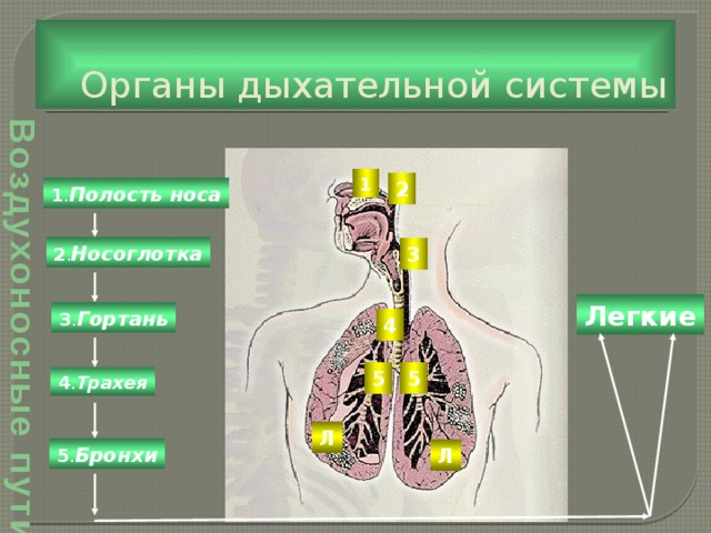 Воздухоносные пути Органы дыхательной системы 1 2 1 . Полость носа 2 . Носоглотка 3 Легкие 3 . Гортань 4 5 5 4 . Трахея Л 5 . Бронхи Л  