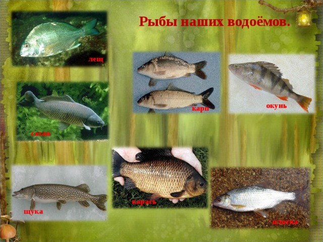 Лещ карась щука. Рыбы наших водоемов. Рыбы Курской области. Карась окунь Карп. Щука плотва окунь.