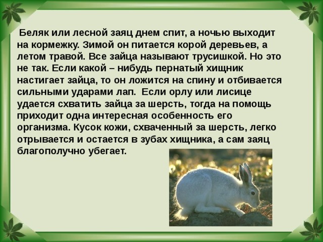 Рассуждение можно ли назвать зайца храбрым