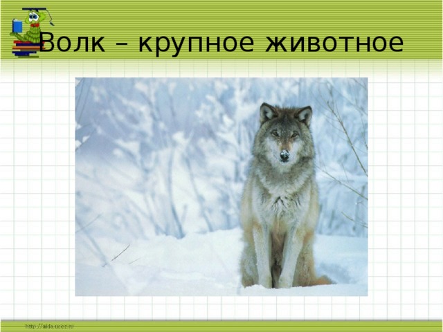 Описание Волков. Сделай описание волка серого по следующему плану. Волк картинка с описанием. Описание волка.