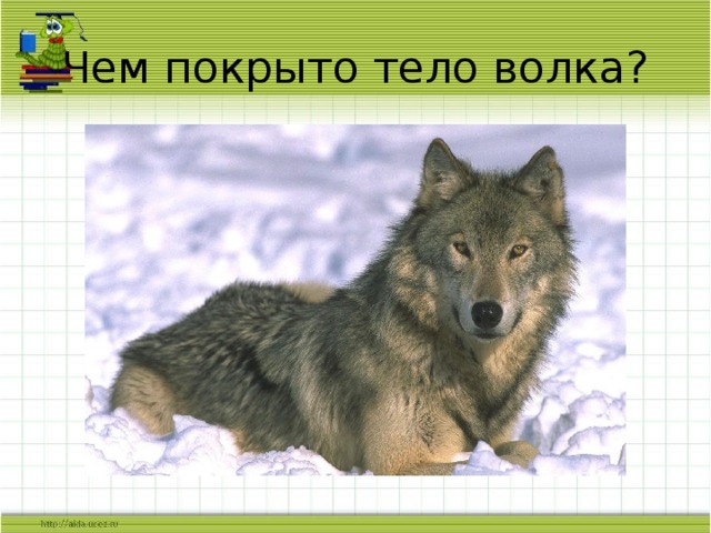 Чем покрыто тело волка? 