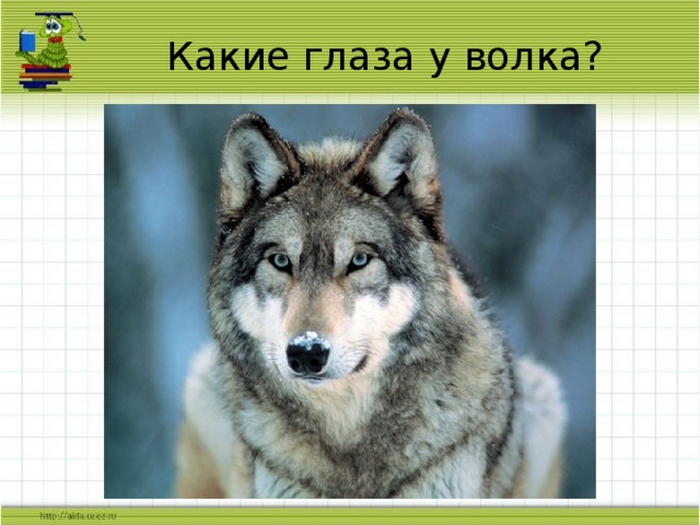Какие глаза у волка? 