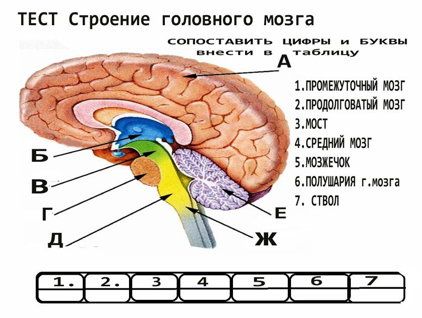 Строение мозга человека анатомия рисунок с подписями