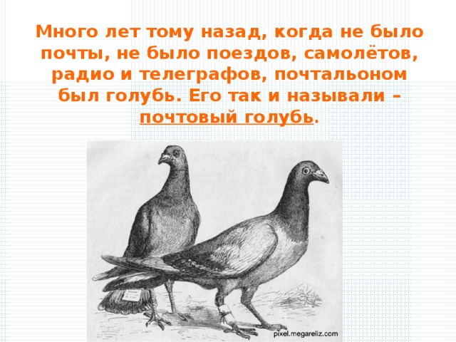 Почтовые голуби презентация