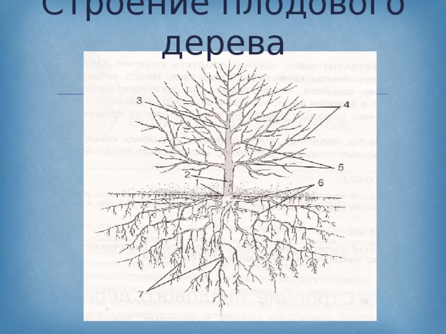 Строение яблони рисунок с подписями