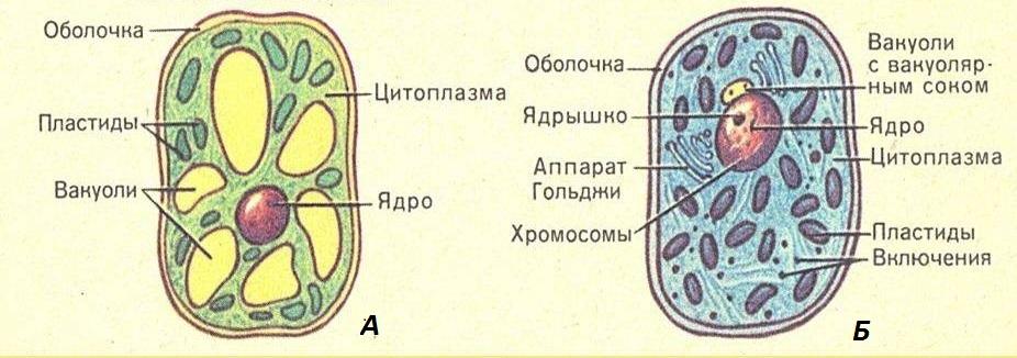 Рисунок растительной и животной. Схема строения клетки животного и растения. Строение клетки растения под микроскопом. Строение животной клетки простая схема. Строение растительной клетки легкий рисунок.