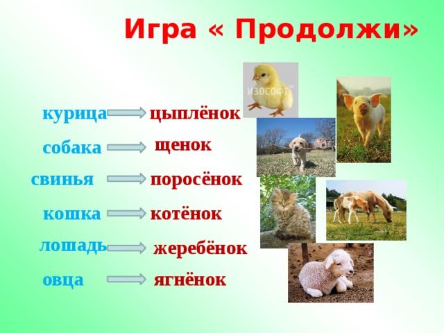 Цыпленок имя. Кличка цыпленка. Клички животных. Имена для цыплят. Клички животных цыпленок.