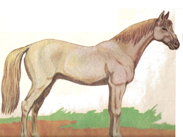 Лошадка 5 класс. Рисунок лошади 4 класс. Рисунок полосками лошадь. Башкирская лошадь рисунок. Рисунок башкирской лошадки.
