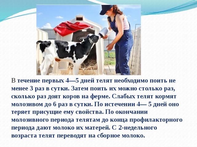 Через сколько доить после отела. Сколько раз доят корову в сутки. Доение высокопродуктивных коров. Корова дает молоко. Молоко после отела коровы.