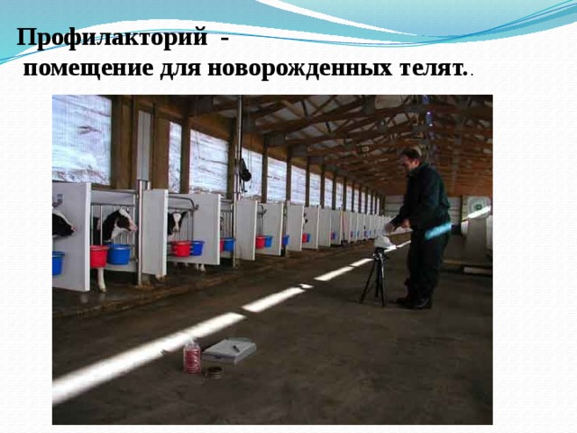 Профилакторий для телят чертежи