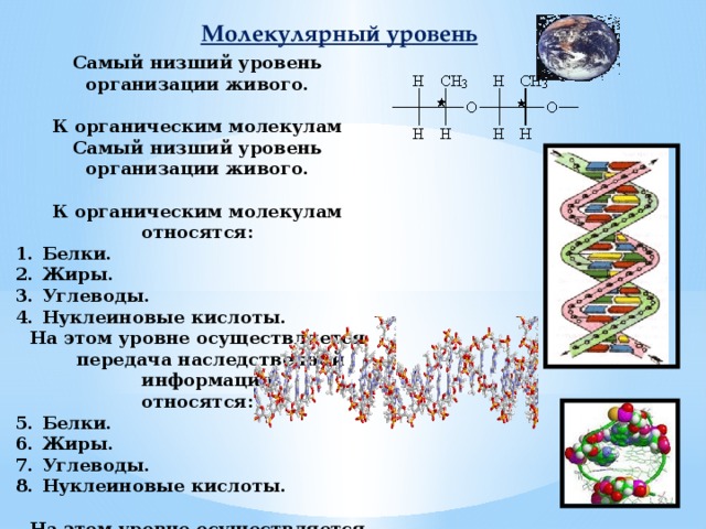 Молекулярный уровень организации жизни схема