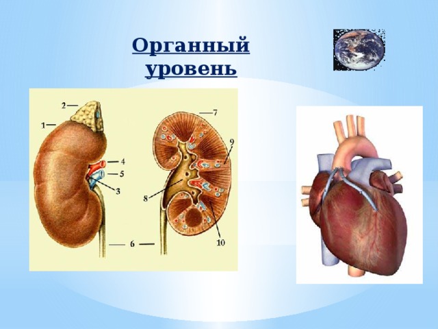 Органный уровень организации