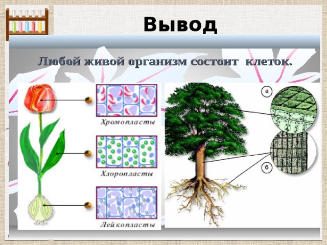 Проект живой организм